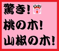 驚き桃の木 山椒の木というのがありますが なぜ桃の木 山椒の木 Yahoo 知恵袋