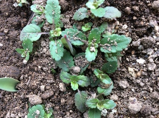 秋より花壇に出た植物の芽何の芽か分かる方教えて下さい雑草なら早い段階で Yahoo 知恵袋