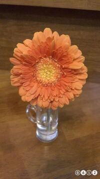 鉢でもらったガーベラの花が全部咲き終わりました もう頑張ってもまた花を Yahoo 知恵袋