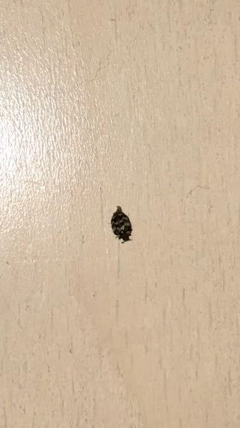 潰しても潰れない黒い虫が家に出たのですがなんの虫だかわかりますか 