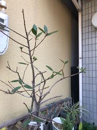 月桂樹が黒星病にかかっています 今年の４月に植木屋さんに植えても Yahoo 知恵袋