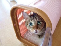 飼い犬が近づくと唸ります 朝はいつもと変わらない様子だった犬が 私が Yahoo 知恵袋