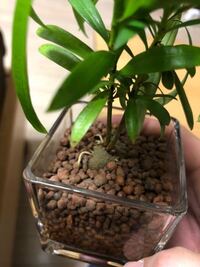 観葉植物について 今日は無印良品で観葉植物を買いました Yahoo 知恵袋