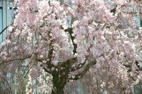 河津桜のこの実は食べられますか 手で触ってみると プニプニして食べられそ Yahoo 知恵袋