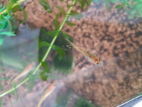 これってやせ細り病ですか やせ細り病の治療方法はありま Yahoo 知恵袋