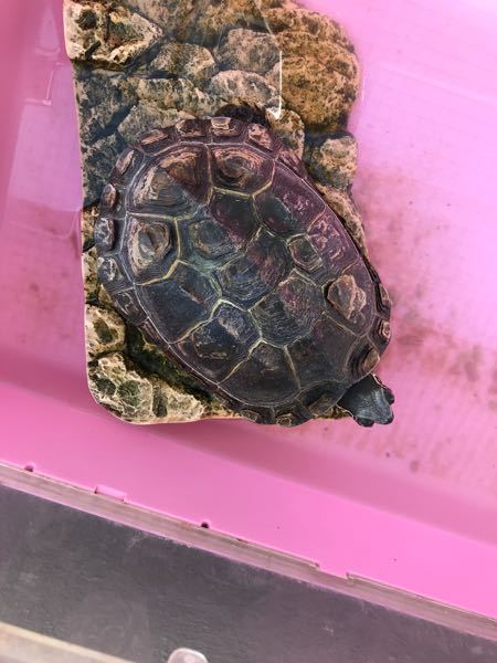 13年飼っているクサガメの甲羅の写真ですが、これは脱皮不全で