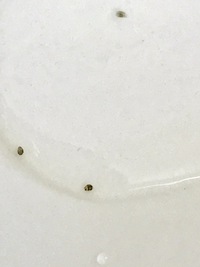 水槽のガラス面の小さな生物について 60cm水槽でネオンテトラ ヤマトヌ Okwave