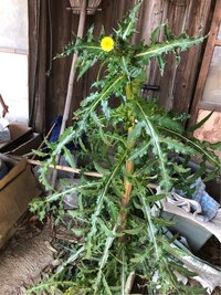 大きなタンポポのような植物が生えているのですが、これは何 大きなタンポポのような植物が生えているのですが、これは何