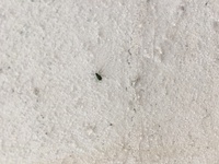 害虫大量発生 助けて下さい この虫なんですか カメムシの子供 Yahoo 知恵袋