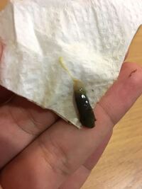 このレオパの糞は下痢ですか とても心配です Yahoo 知恵袋