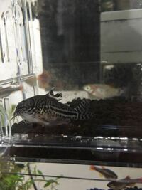 コリドラスジュリーとステルバイとパンダとアエネウスの違いを 水温 寿命 強 Yahoo 知恵袋