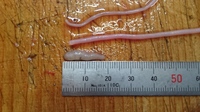 蛇のマムシを捕まえて食べてみようと思うんですが 寄生虫がいるみたいですね 焼い Yahoo 知恵袋