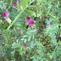 この赤い花は何の花でしょうか 花弁の数も少なくて 最初は花弁 Yahoo 知恵袋