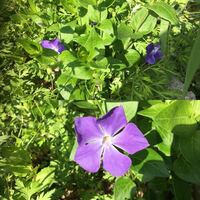 花弁5枚 紫