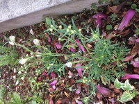 ミントブルーのデルフィニウムが蕾をつけたまま咲きません 土が合わないか Yahoo 知恵袋