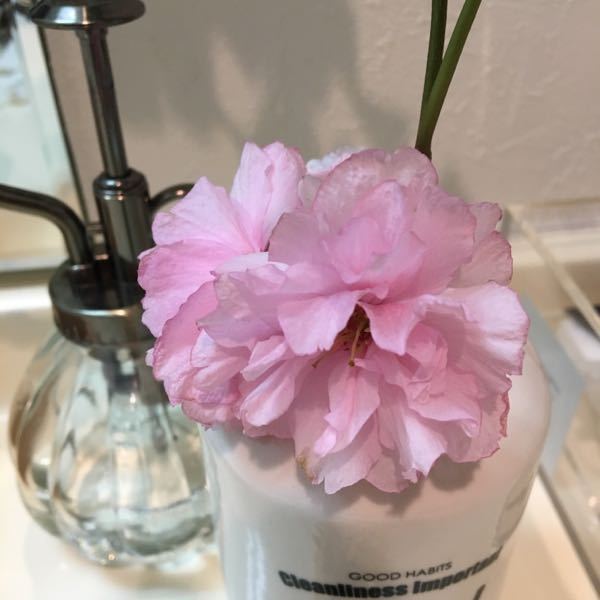 これは 牡丹桜でしょうか 八重桜と牡丹桜は同一なものを指しますか Yahoo 知恵袋