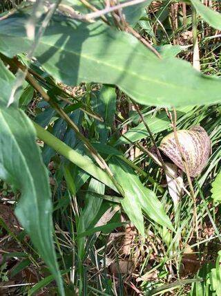 このミョウガに似た葉を持ちオバケみたいな きみわるい花 の植物の名 Yahoo 知恵袋