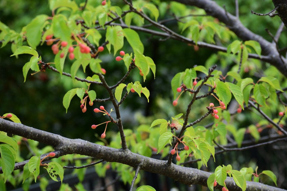 確か河津桜だったと思うのですが これもサクランボという名前で良いのでし Yahoo 知恵袋