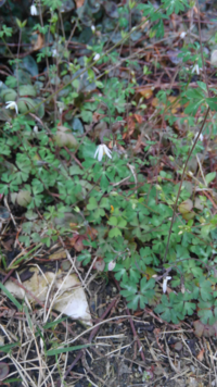 雑草の 大荒地野菊の 花言葉教えて下さい オオアレチノ Yahoo 知恵袋