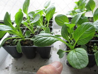 野菜などの苗の単位は株ですよね 農林省や農協の営農指導など Yahoo 知恵袋