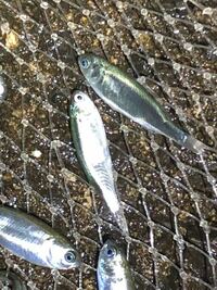 これは何という魚でしょうか 先日 香川県の漁港内で撮影 Yahoo 知恵袋