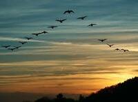 【空】

空にあるもので好きなものは何ですか？

私は一列になって飛ぶ鳥たちが好き。 
