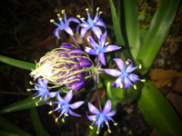 完全室内飼いのうちの猫は野菜の葉っぱを好んで食べます以前シクラメンの Yahoo 知恵袋