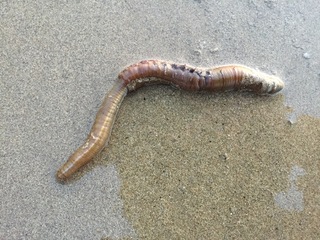 香川県の砂浜にミミズみたいな生物がいました 見つけたときは太 Yahoo 知恵袋
