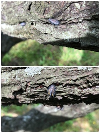 梅の木についてるこの毛虫の名前わかる方いますか 大きさは2cmぐらいで Yahoo 知恵袋