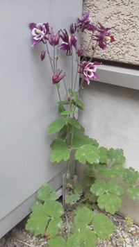 日陰で育ち 斜面の土留め グランドカバーになる植物を教えてください 寒冷地 Yahoo 知恵袋