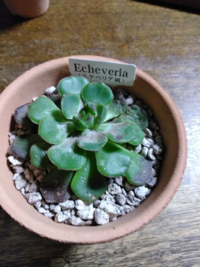 多肉植物がカビました 対処法を教えてください 以前こちらでコノフィツムケ Yahoo 知恵袋