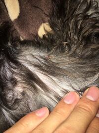 犬の爪切りだけしてもらう場合 動物病院とペットショップどちらが安くて 上手なの Yahoo 知恵袋