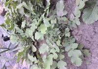 キュウリの芽かき 整枝について教えてください 地這いキュウリをベラン Yahoo 知恵袋