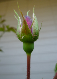 庭の植物に 特にバラに 白い粉のような触るとピョン とはねる虫がた Yahoo 知恵袋