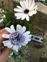 オステオスペルマムの花について綺麗な花が咲くので大好きなのですが Yahoo 知恵袋