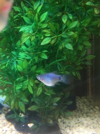 先ほどは回答ありがとうございました プラティの交尾のことでリクエストさせていた Yahoo 知恵袋