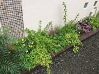 花壇の手入れについて教えてください 全くの素人です 家にある Yahoo 知恵袋