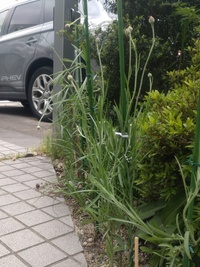 矢車草の茎がまっすぐに伸びません 肥料は花工場の液肥を規定の濃度に薄め Yahoo 知恵袋