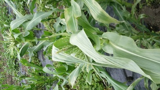 トウモロコシの葉の色が変わって葉を巻いてましたが窒素過多ですか 最近ち Yahoo 知恵袋