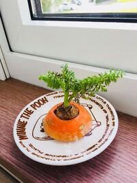 にんじんのヘタを水に付けて 生えてきた葉っぱを愛でて育てているので Yahoo 知恵袋