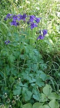 うちの庭にこの花が大量に咲いています トリカブトでしょ Yahoo 知恵袋