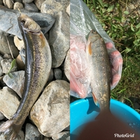 アブラハヤや山間部に生息してる川魚は食べれますか 普通のハヤで Yahoo 知恵袋