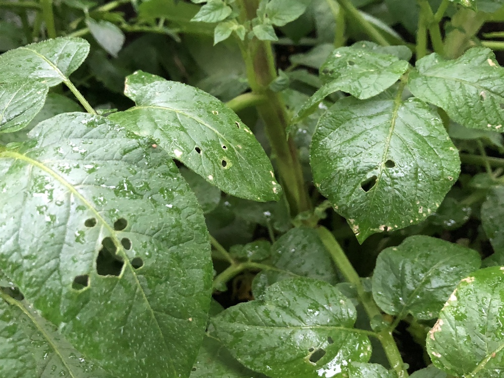 ジャガイモの葉っぱの虫食い対策をして教えて下さい 土寄せと追 Yahoo 知恵袋