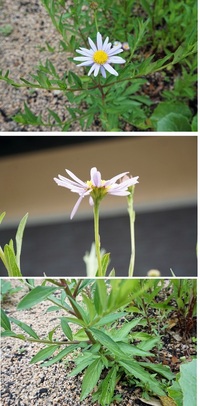 この植物の名前を教えてください5月に咲く紫色のキク科の花です Yahoo 知恵袋