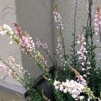 この花はリナリア プルプレア 宿根リナリア でしょうか オオバコ Yahoo 知恵袋