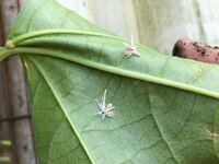 台所に白いバッタのような虫がいたのですが この虫はなんていう虫 Yahoo 知恵袋