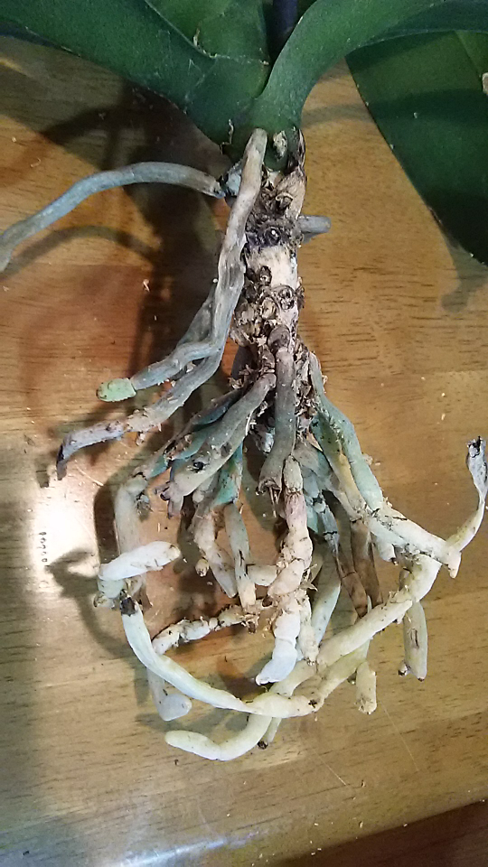 胡蝶蘭の頭が重くグラグラしてきましたので植え替えをしようと 水苔を Yahoo 知恵袋