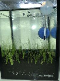 3 5リットル水槽で ヘアグラスを植えたのですが 糸のようなものが出て Yahoo 知恵袋