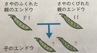 優性遺伝は 劣性遺伝 主人がいわゆる豚鼻です 鼻が短く 鼻の Yahoo 知恵袋