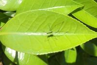 変わった虫を見ました お尻に白い毛が付いていて その毛をすぼめてバッタ Yahoo 知恵袋